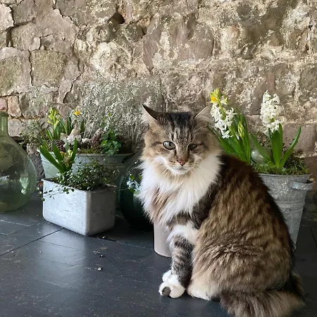 Bed & Breakfast La Rose Laitiere 4*