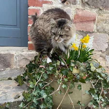 Bed & Breakfast La Rose Laitiere Saint-Martin-sur-Écaillon
